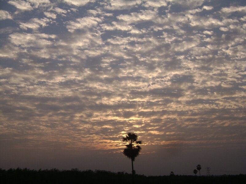Silhouetted Palm Tree — Gray