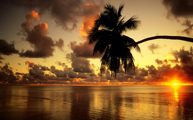 Silhouetted Palm Tree — Orange, Dramatic, Sunset