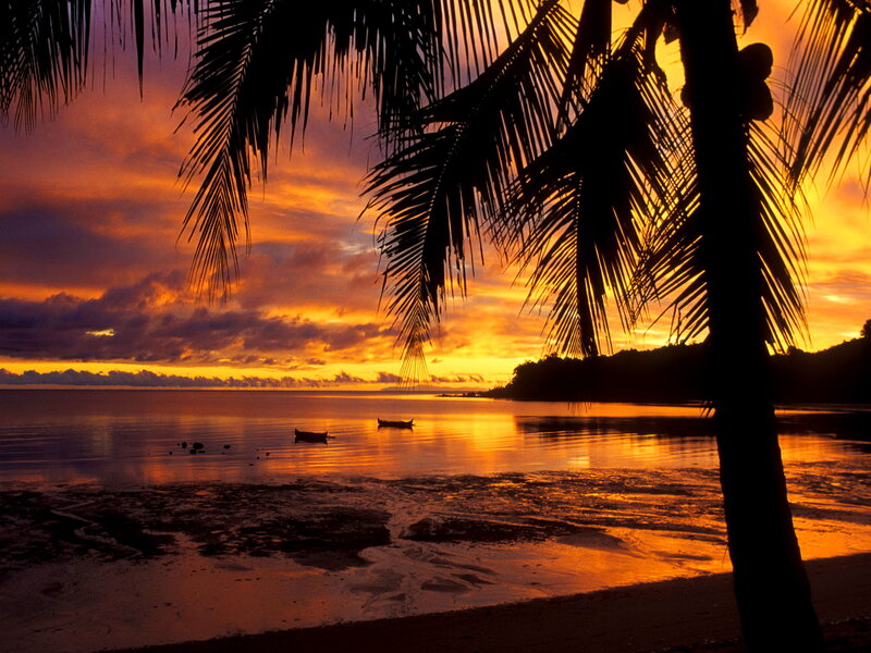 Silhouetted Palm Tree — Orange, Serene