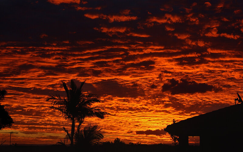 Silhouetted Palm Tree — Orange