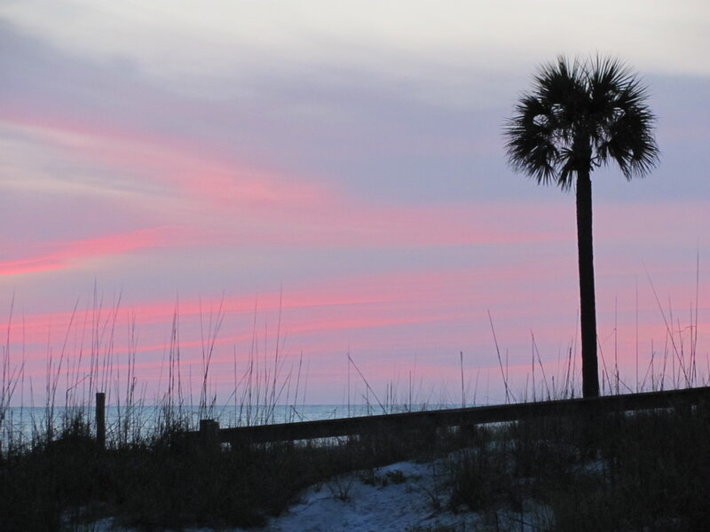 Silhouetted Palm Tree — Pink