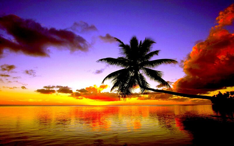 Silhouetted Palm Tree — Purple, Dramatic, Sunset, Photograph