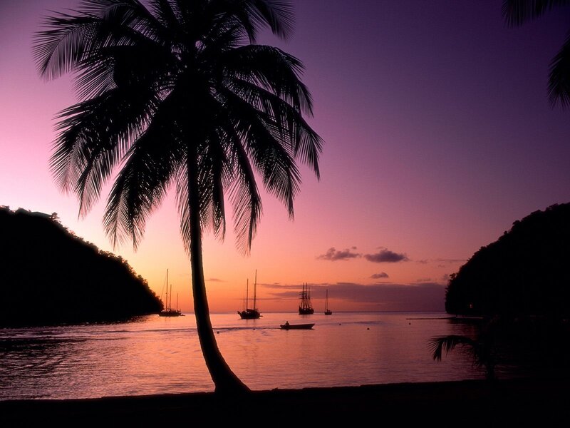Silhouetted Palm Tree — Purple, Serene, Sunset