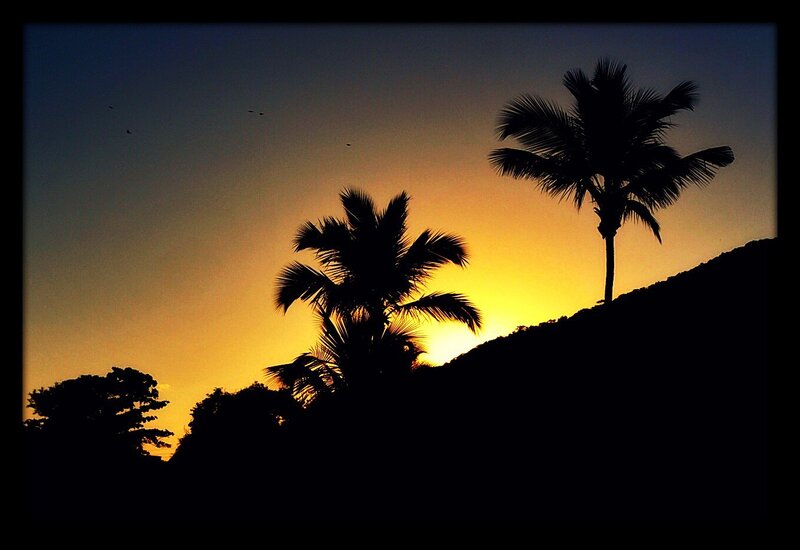 silhouetted palm trees at sunset
