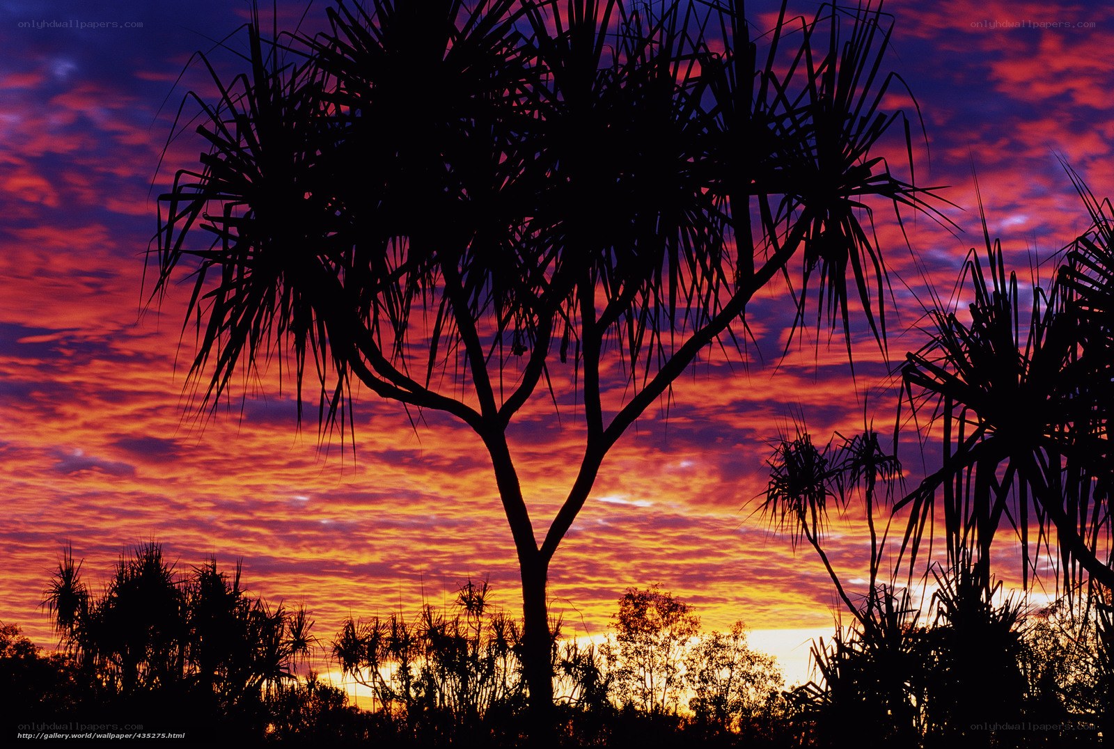Silhouetted palm trees at sunset