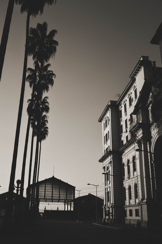 Silhouetted Palm Trees — Black, Dramatic