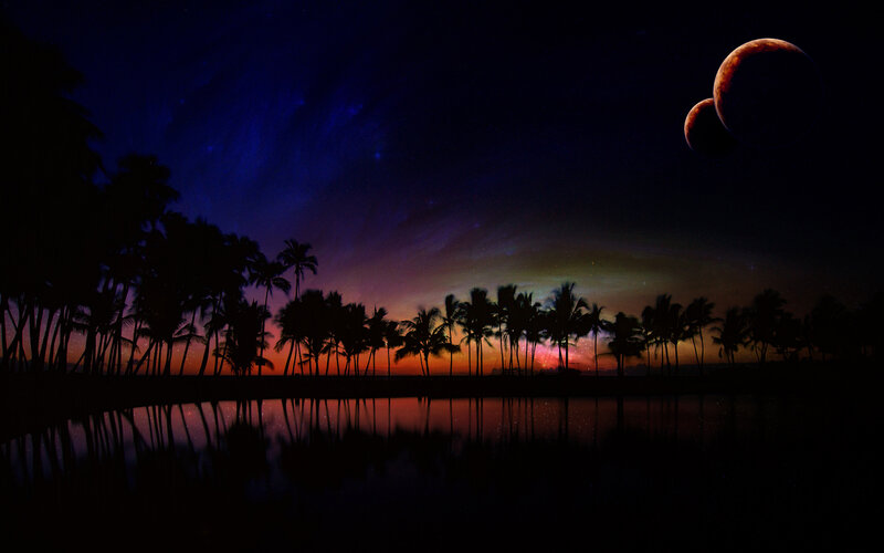 Silhouetted Palm Trees — Black, Serene, Night
