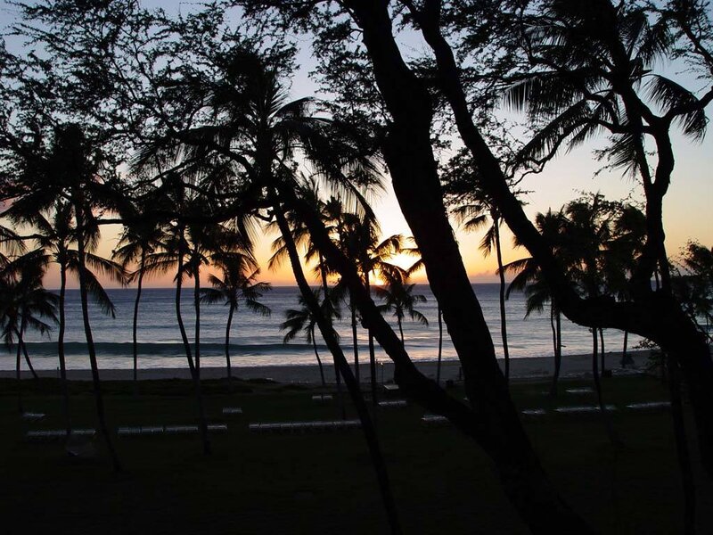 Silhouetted Palm Trees — Black, Serene, Sunset, Photograph, Ocean, Beach