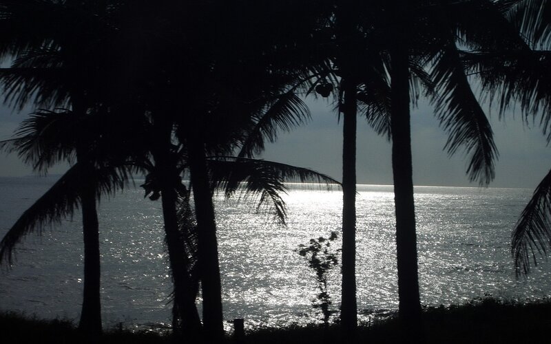 Silhouetted Palm Trees — Black, Serene, Sunset, Photograph, Ocean, Sky, Coconuts
