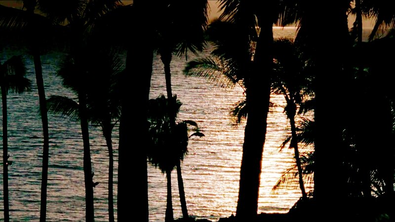 Silhouetted Palm Trees — Black, Serene, Sunset, Photograph, Ocean