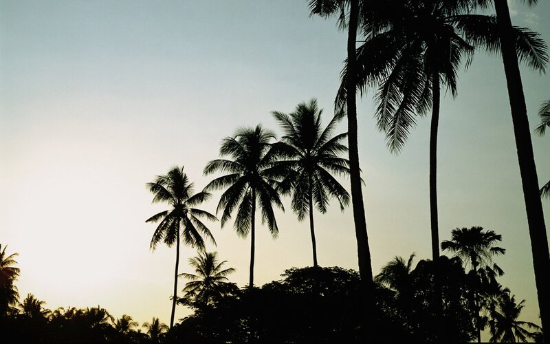 Silhouetted Palm Trees — Black, Serene, Sunset, Photograph, Sky