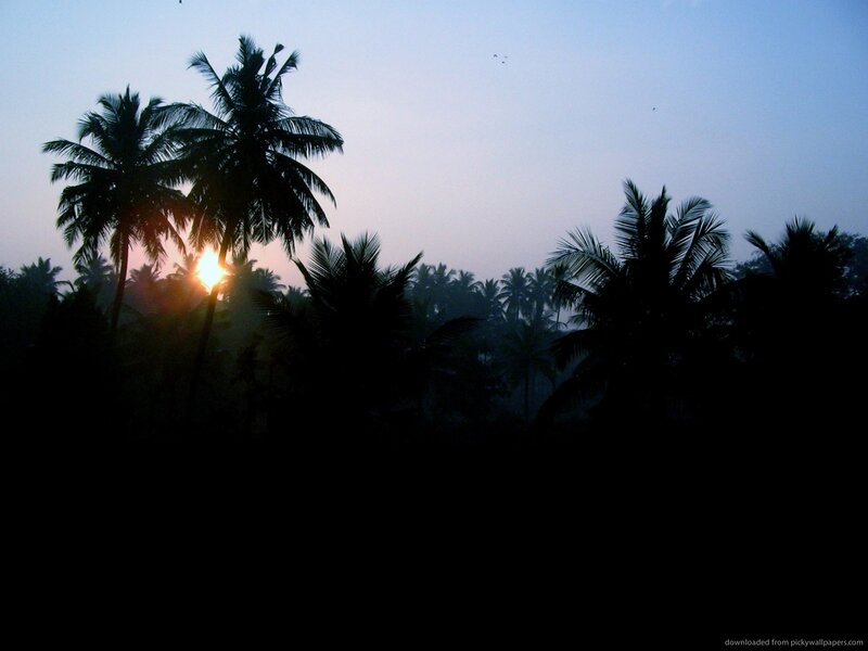 Silhouetted Palm Trees — Black, Serene, Sunset, Photograph, Sun