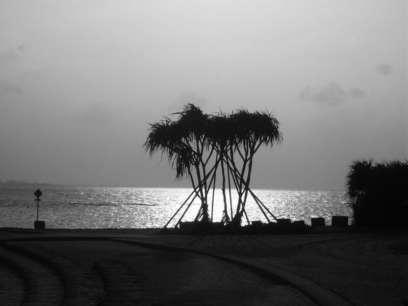 Silhouetted Palm Trees — Black, Serene, Sunset