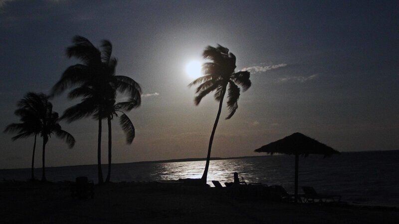 Silhouetted Palm Trees — Black, Serene