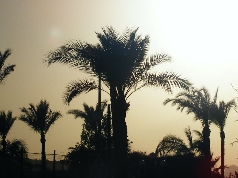 Silhouetted Palm Trees — Black