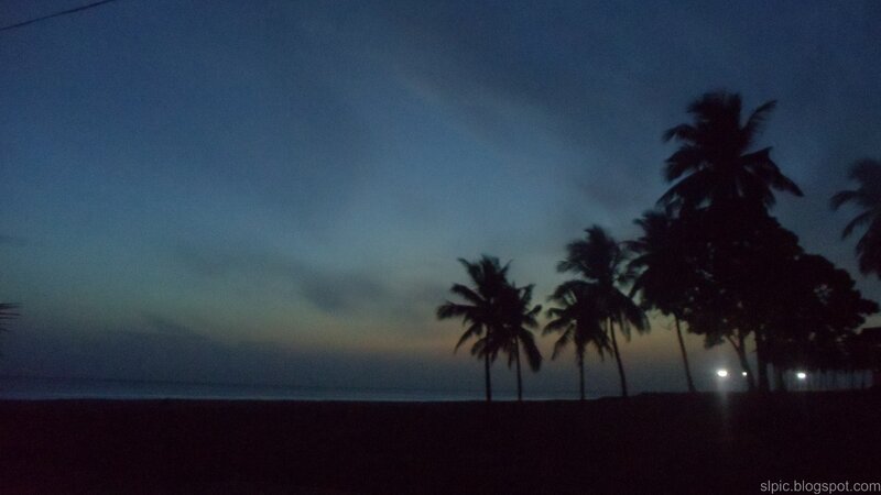 Silhouetted Palm Trees — Blue, Calm, Night
