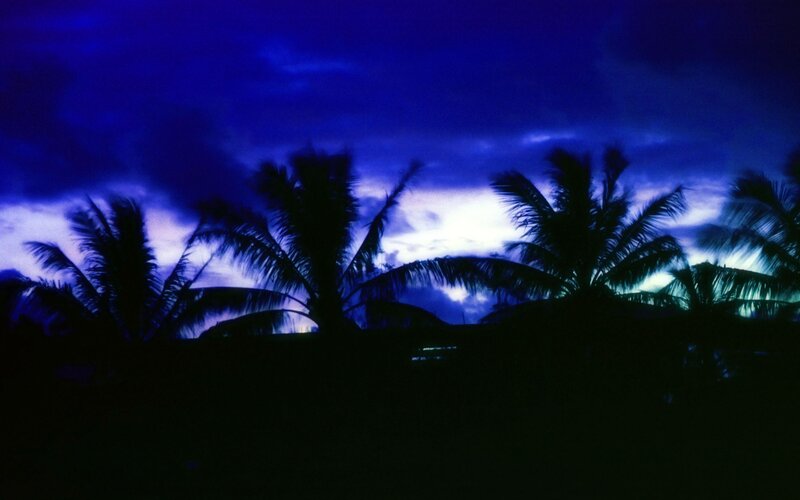 Silhouetted Palm Trees — Blue, Dramatic, Night, Photograph