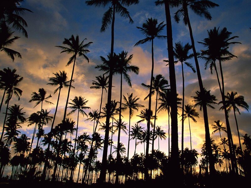 Silhouetted Palm Trees — Blue, Dramatic, Sunset