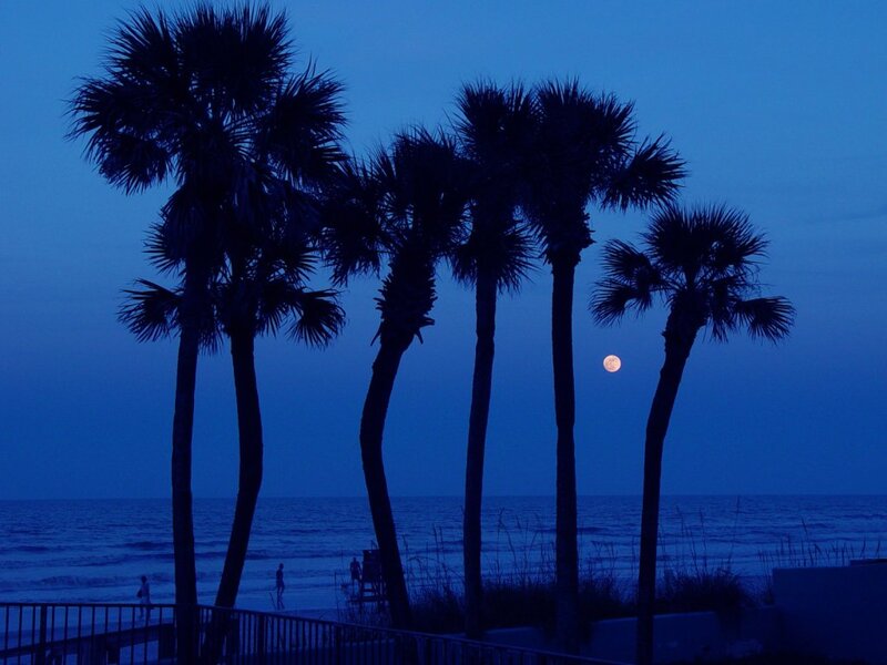 Silhouetted Palm Trees — Blue, Serene, Night, Photograph, Moon