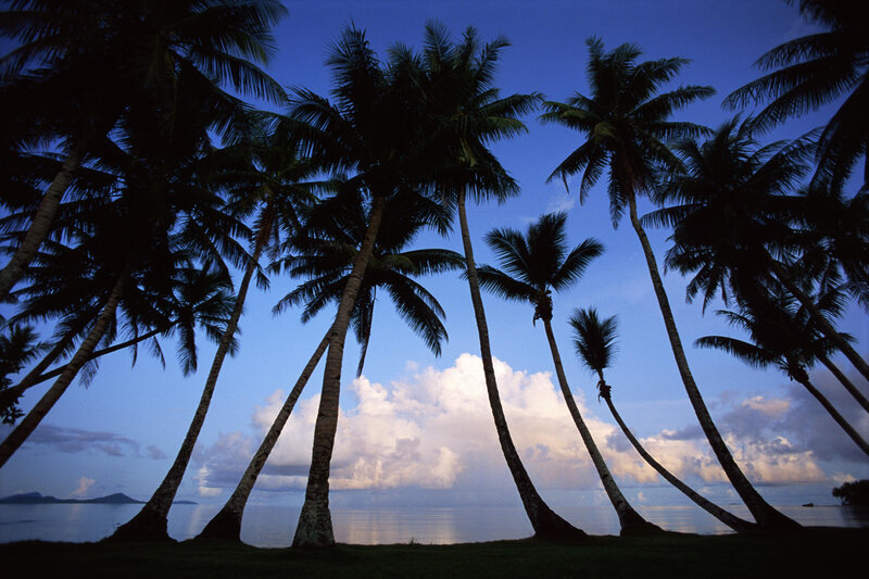 Silhouetted Palm Trees — Blue, Serene, Sunset, Photograph, Ocean, Clouds, Sky, White