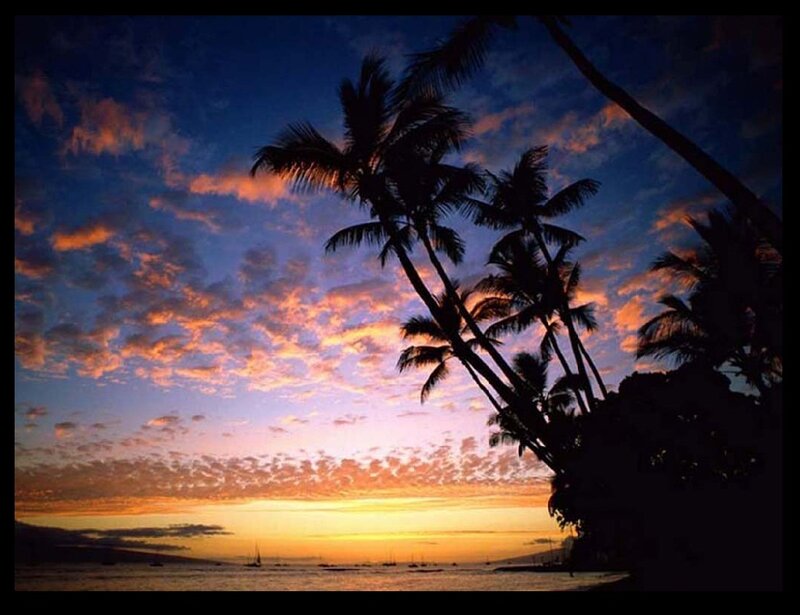Silhouetted Palm Trees — Blue, Serene, Sunset, Photograph, Ocean, Clouds