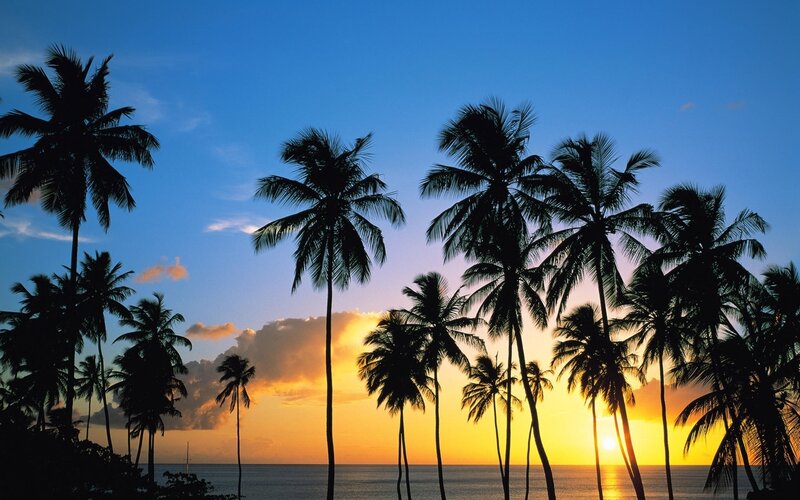 Silhouetted Palm Trees — Blue, Serene, Sunset, Photograph, Ocean, Sky, Clouds