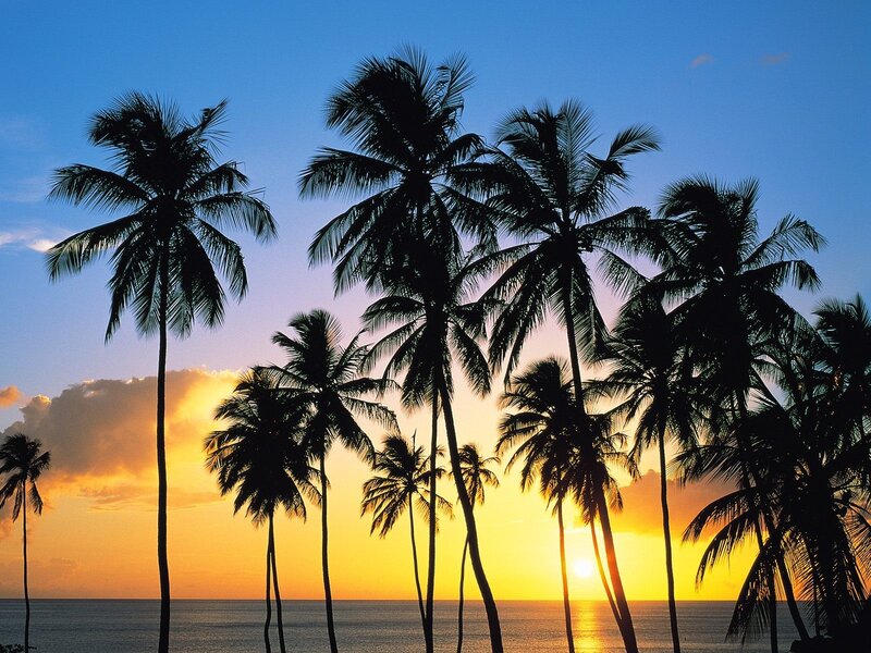 Silhouetted Palm Trees — Blue, Serene, Sunset, Photograph, Ocean, Sky, Sun, Yellow