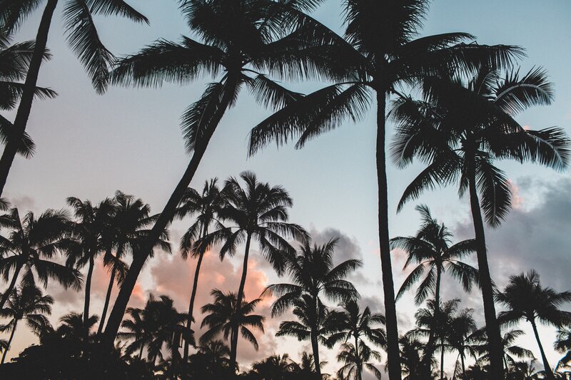 Silhouetted Palm Trees — Blue, Serene, Sunset, Photograph, Sky, Clouds