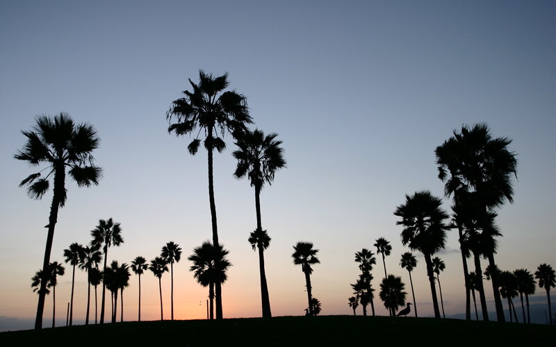 Silhouetted Palm Trees — Blue, Serene, Sunset, Photograph, Sky, Hill, Birds