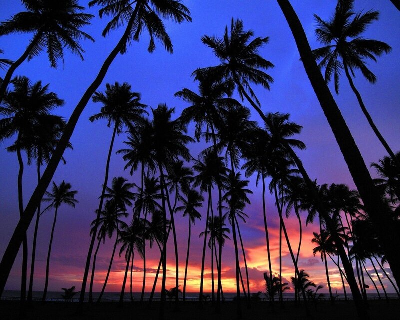Silhouetted Palm Trees — Blue, Serene, Sunset, Photograph, Sky, Ocean, Purple