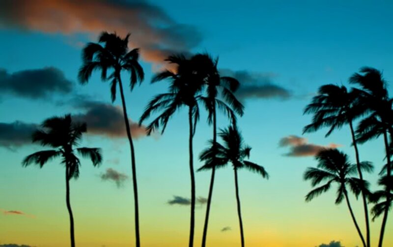 Silhouetted Palm Trees — Blue, Serene, Sunset, Photograph, Sky