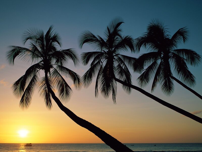 Silhouetted Palm Trees — Blue, Serene, Sunset, Photograph, Sun, Ocean, Boat