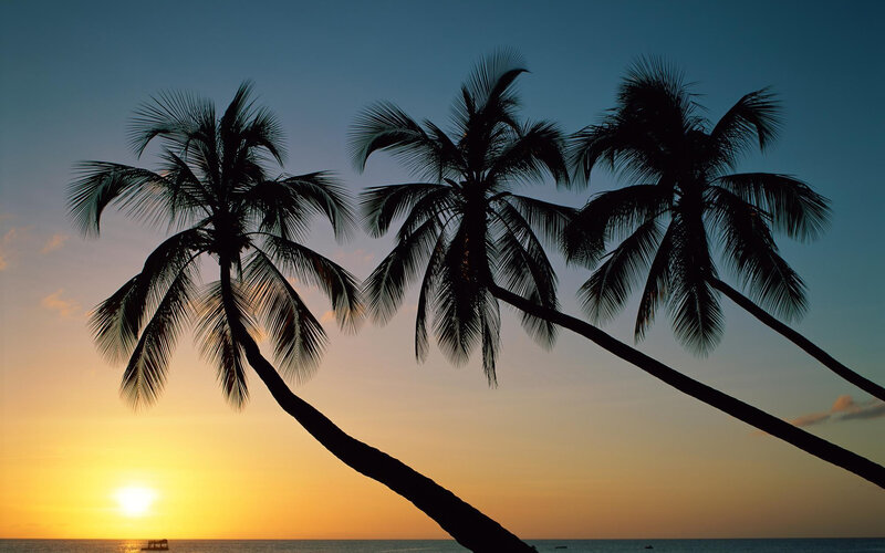 Silhouetted Palm Trees — Blue, Serene, Sunset, Photograph, Sun, Ocean, Sky, Yellow, Orange