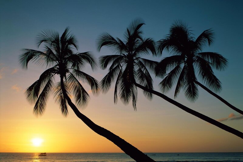 Silhouetted Palm Trees — Blue, Serene, Sunset, Photograph, Sun, Ocean, Sky, Yellow