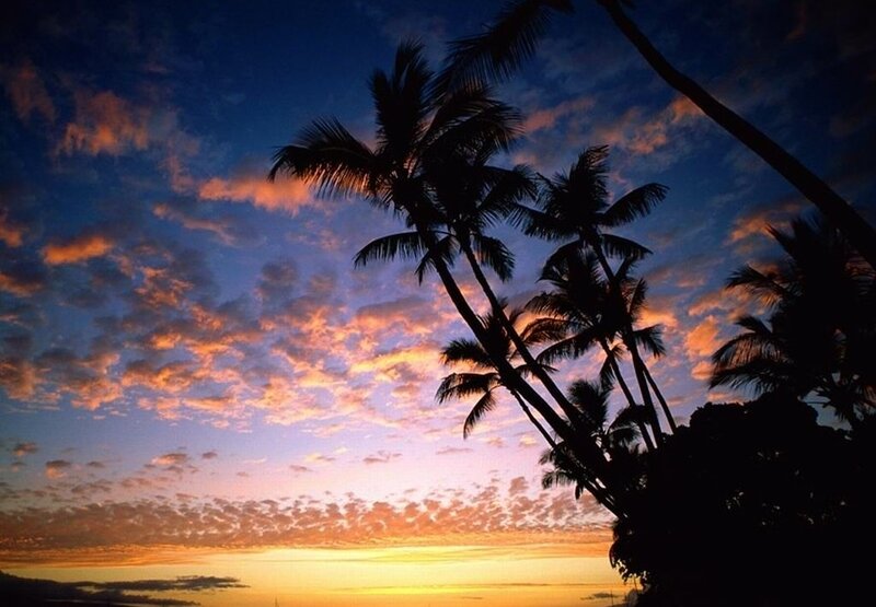 Silhouetted Palm Trees — Blue, Serene, Sunset, Photograph