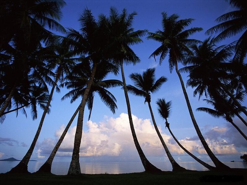 Silhouetted Palm Trees — Blue, Serene, Sunset