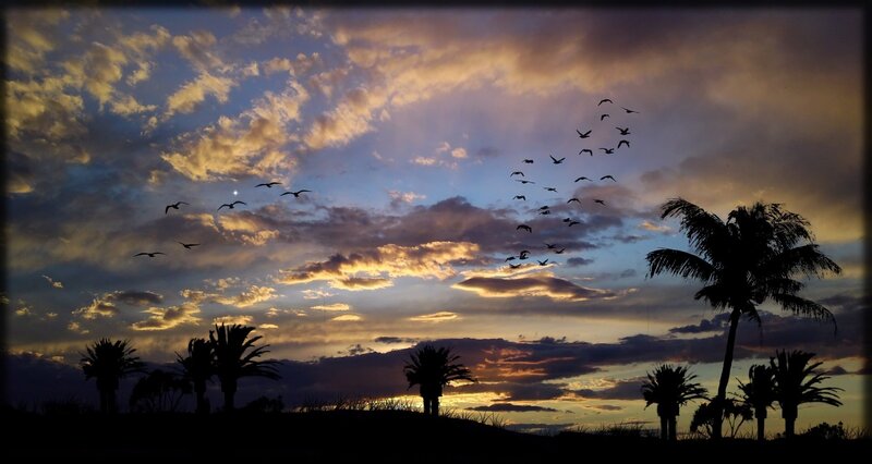 Silhouetted Palm Trees — Blue