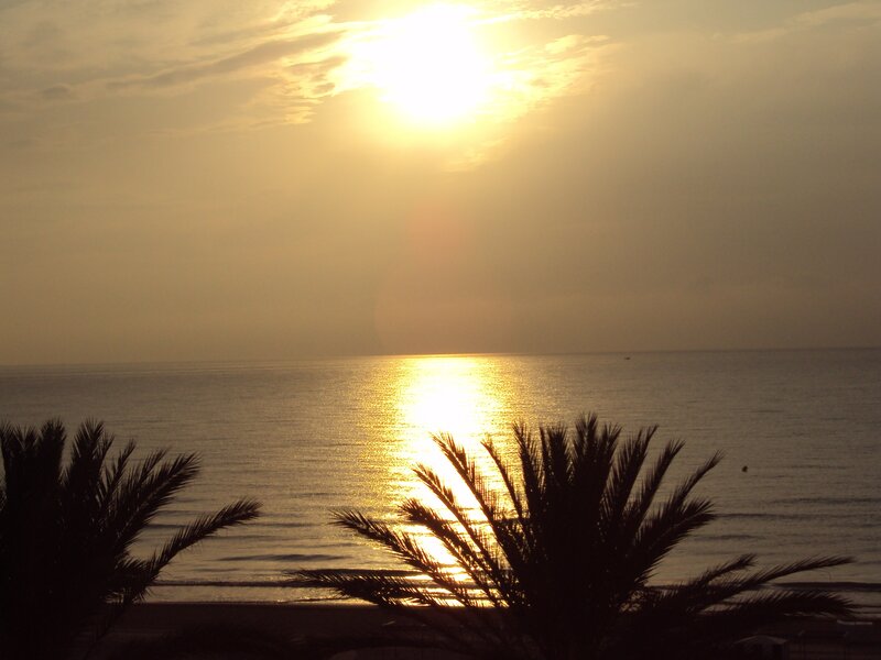 Silhouetted Palm Trees — Gold, Serene, Sunset, Photograph, Ocean, Sun
