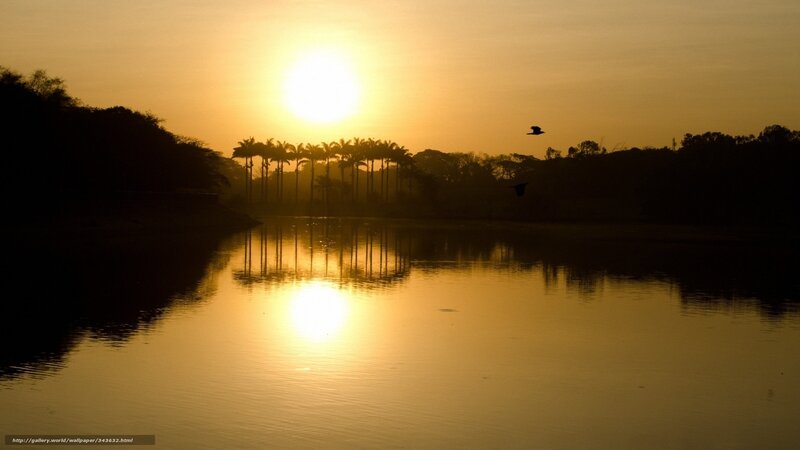 Silhouetted Palm Trees — Gold, Serene, Sunset