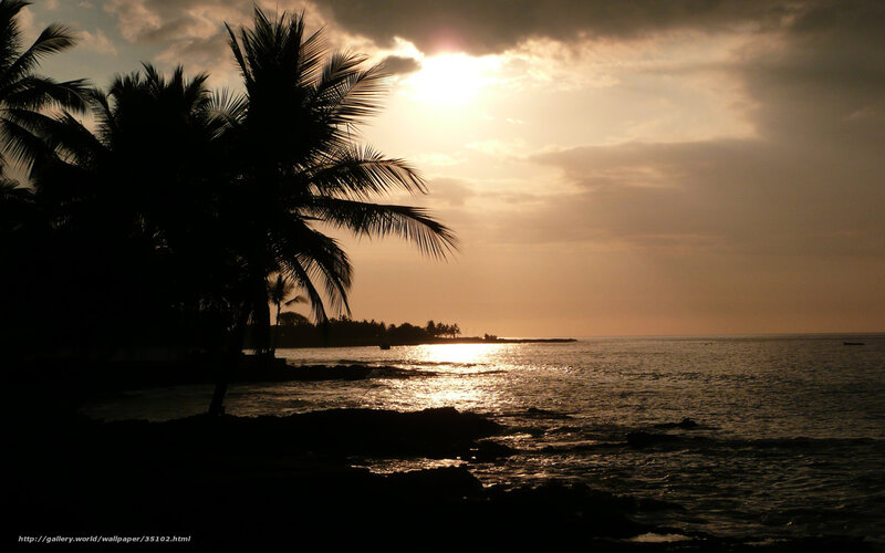 Silhouetted Palm Trees — Gold