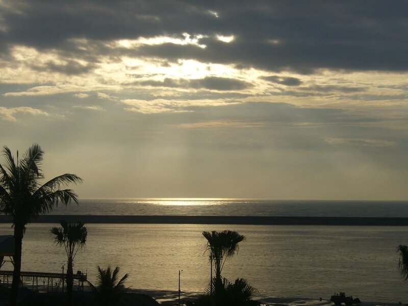 Silhouetted Palm Trees — Gray, Dramatic, Sunset