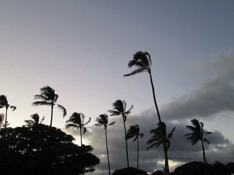 Silhouetted Palm Trees — Gray, Dramatic
