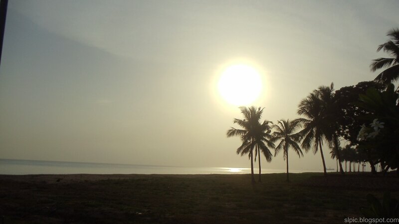 Silhouetted Palm Trees — Gray, Serene, Sunset