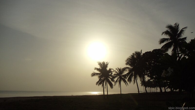 Silhouetted Palm Trees — Gray, Serene