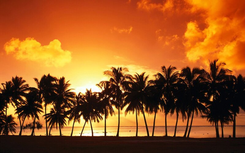 Silhouetted Palm Trees — Ocean