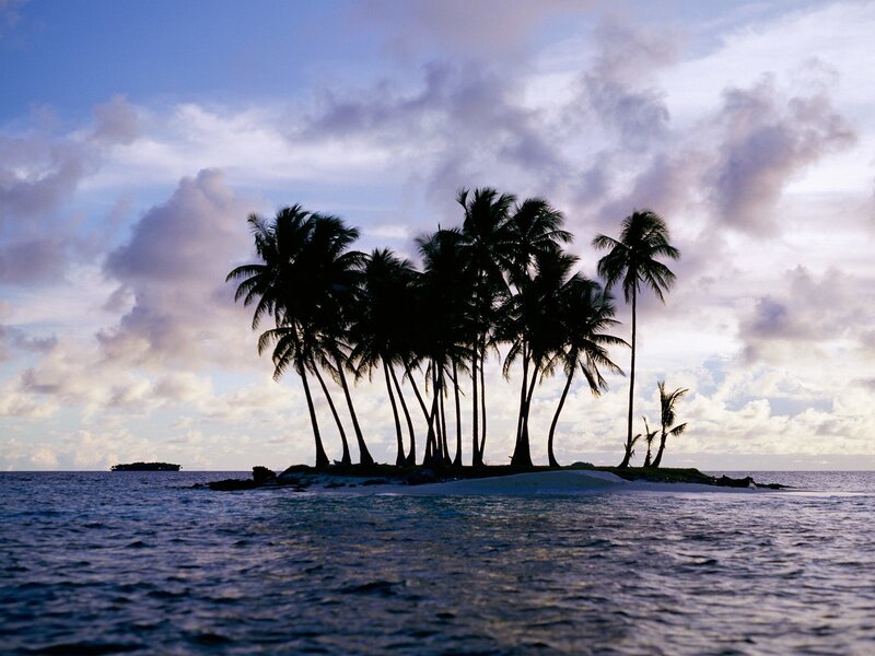 Silhouetted palm trees on a tropical island
