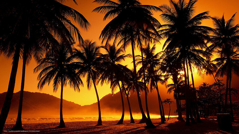 Silhouetted Palm Trees — Orange, Dramatic, Sunset, Photograph, Beach, Mountains, Sun