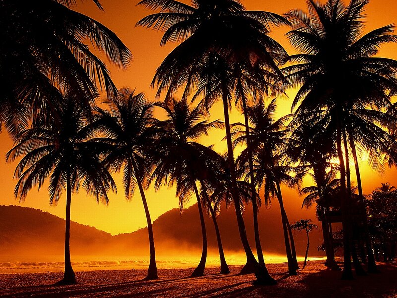 Silhouetted Palm Trees — Orange, Dramatic, Sunset, Photograph, Beach, Mountains