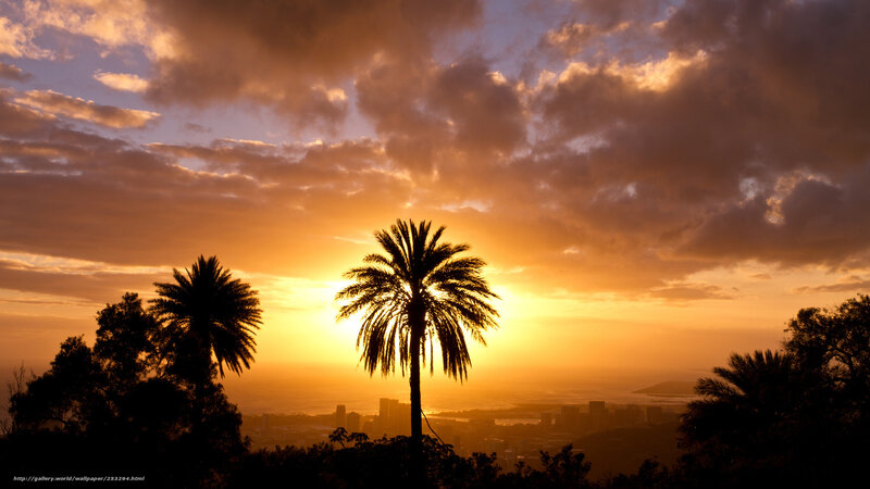 Silhouetted Palm Trees — Orange, Dramatic, Sunset, Photograph, City Skyline, Clouds