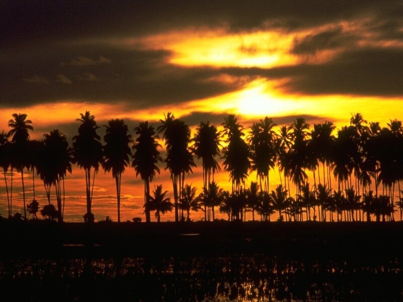 Silhouetted Palm Trees — Orange, Dramatic, Sunset, Photograph, Clouds, Water